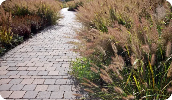 trawa ozdobna wysiana wzdłuż ścieżki